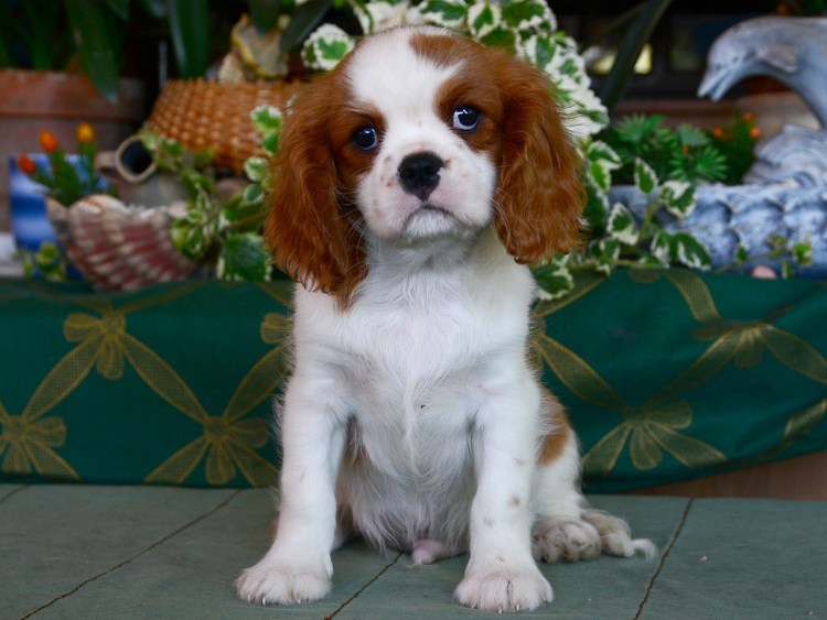 Кавалер Кинк Чанс спаниелб