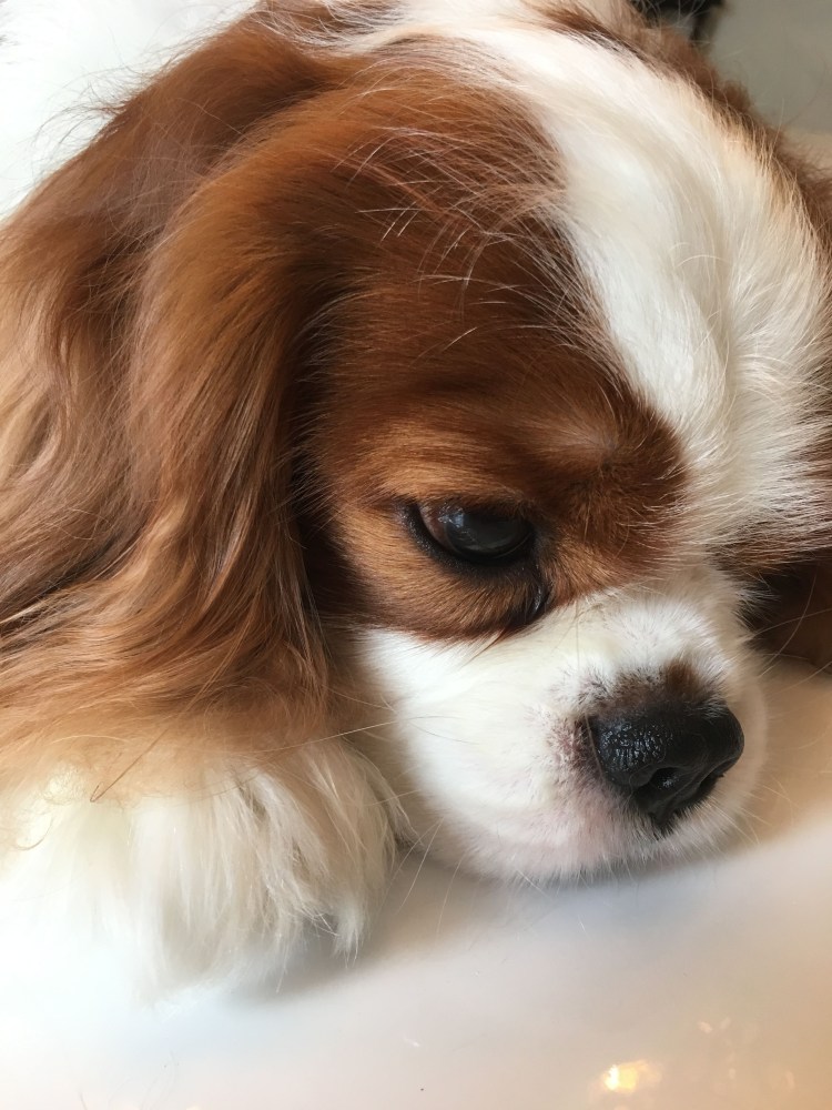 Кавалер Кинг Чарльз спаниель