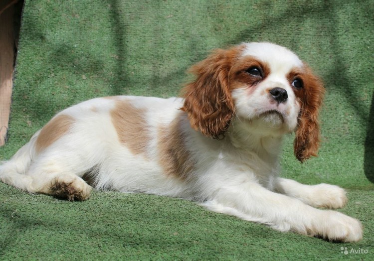 Кинг-Чарльз-спаниель Йоко