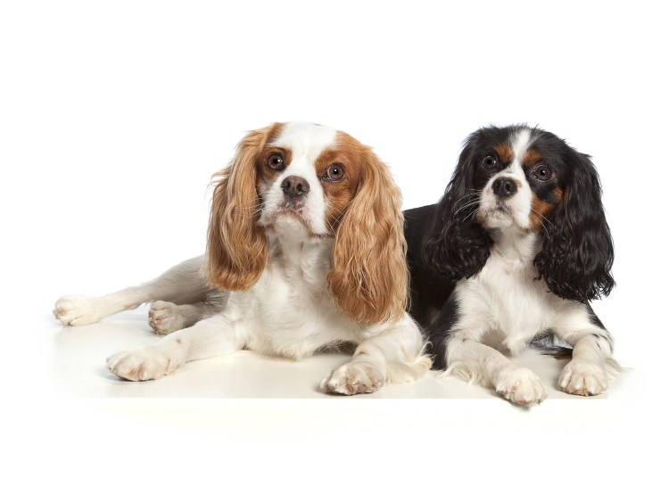 Кинг Чарльз спаниель