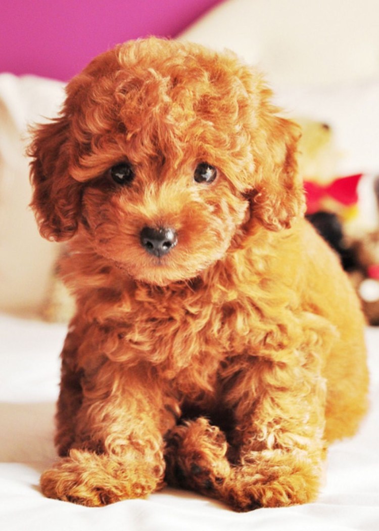 Померанский шпиц Boo