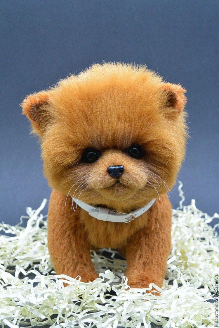 Тотошка порода