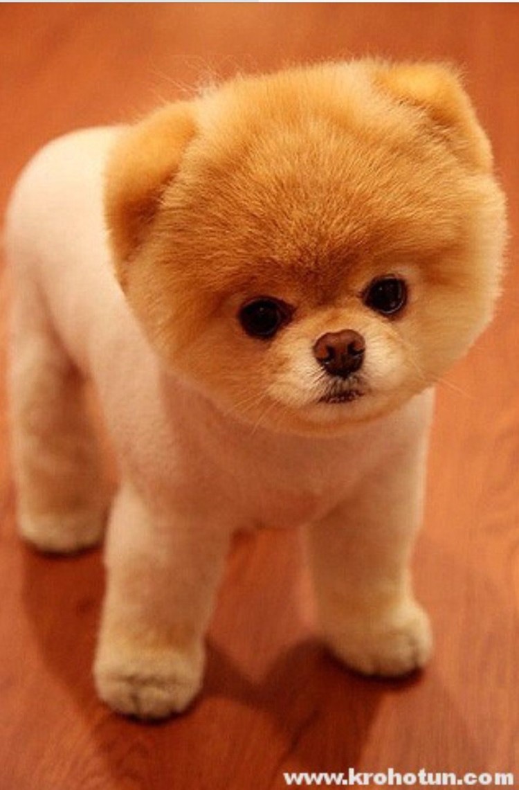 Мальтипу терьер