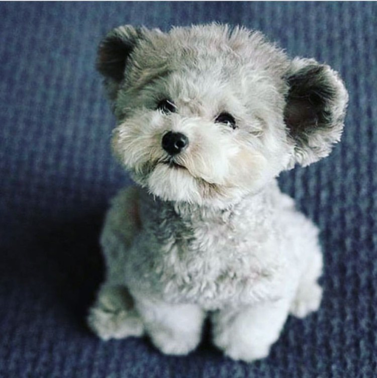 Собака Медвежонок порода