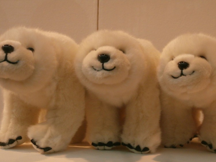 Пудель Тедди Беар