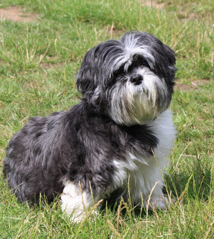 Черный терьер Чингиз