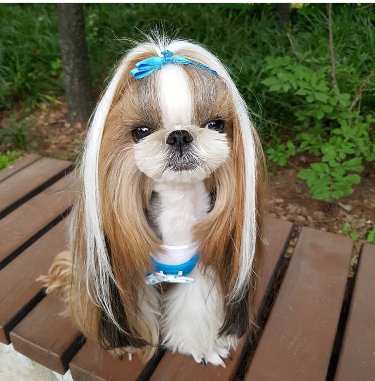 Китайская хохлатая с Йорком