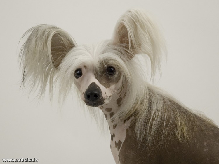 Порода ши тцу Йоркширский терьер