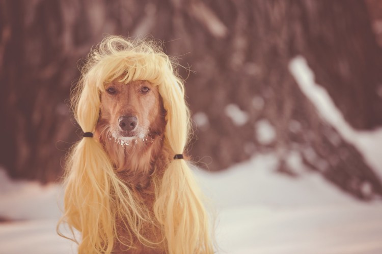 Лысая хохлатая собака