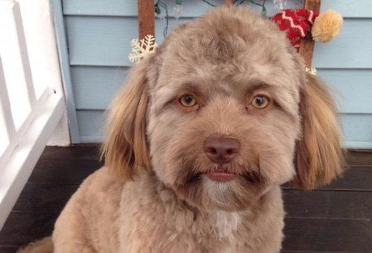 Порода собак тибетский терьер