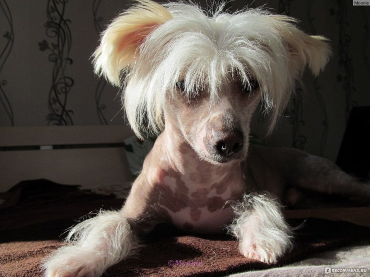 Порода Южнорусская овчарка