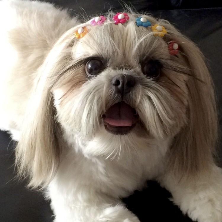 Китайская хохлатая собачка