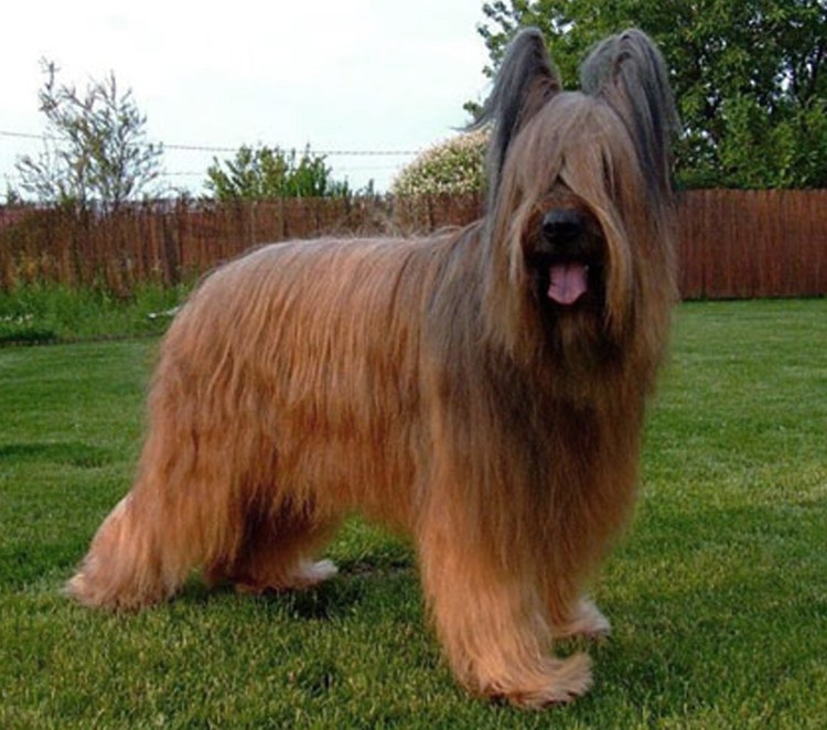 Афганская борзая