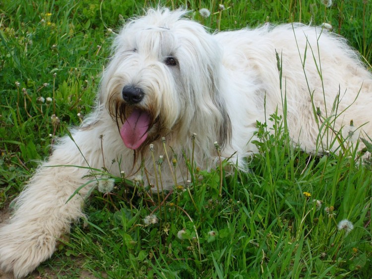 Стрижка йорков с челкой