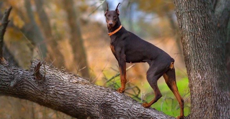 Доберман пинчер Цвергпинчер