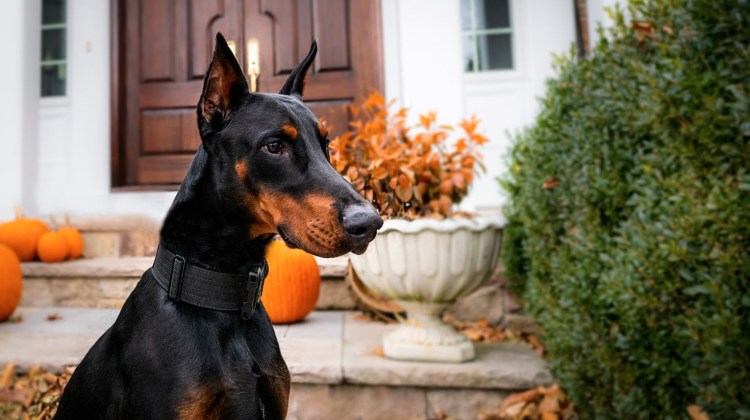 Доберман Европейский