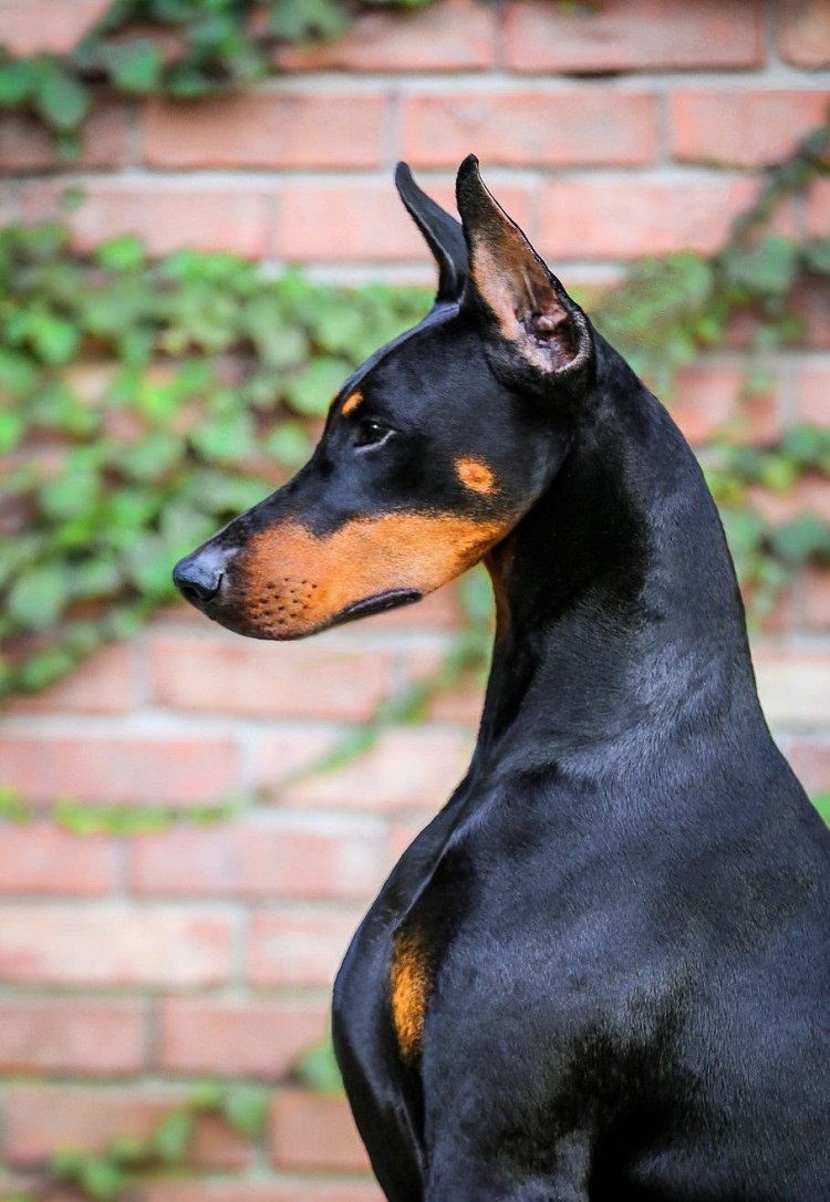 Доберман-пинчер карликовый