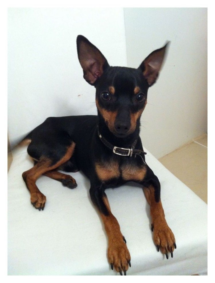 Жирный Доберман