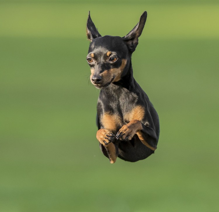 Пинчер карликовый карманный