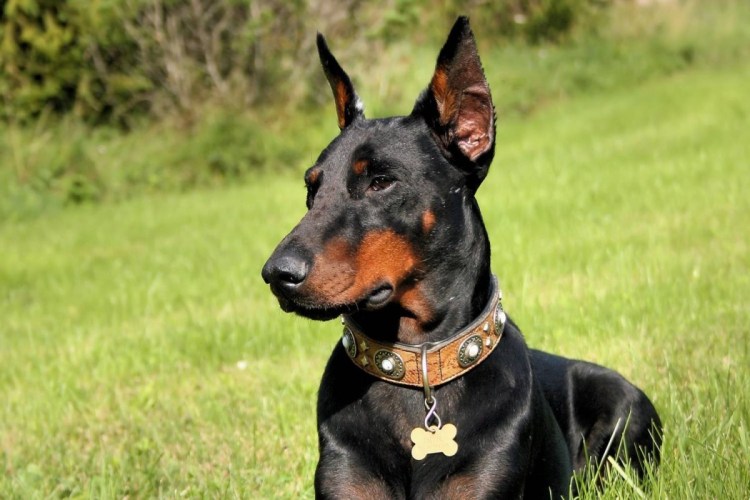 Мини Доберман Цвергпинчер