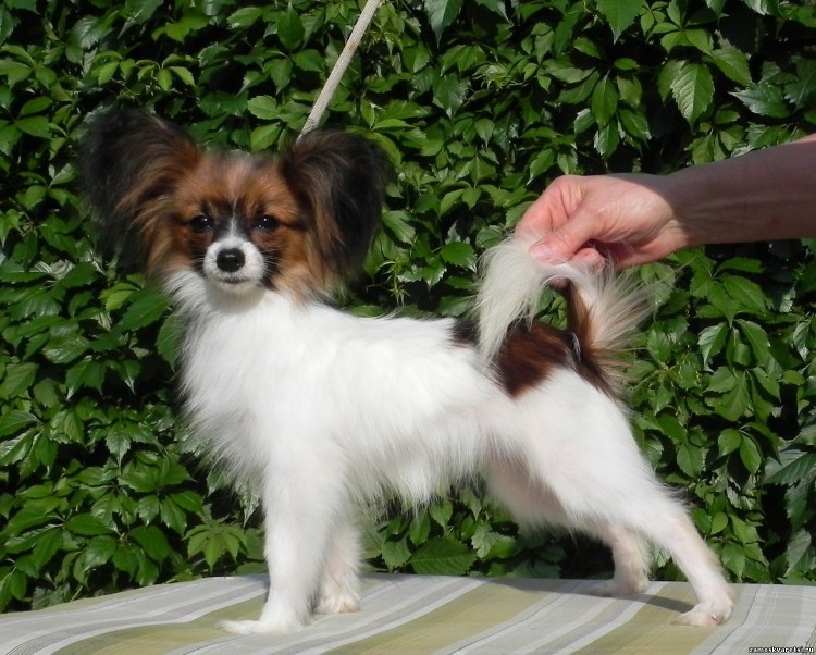 Папильон груминг