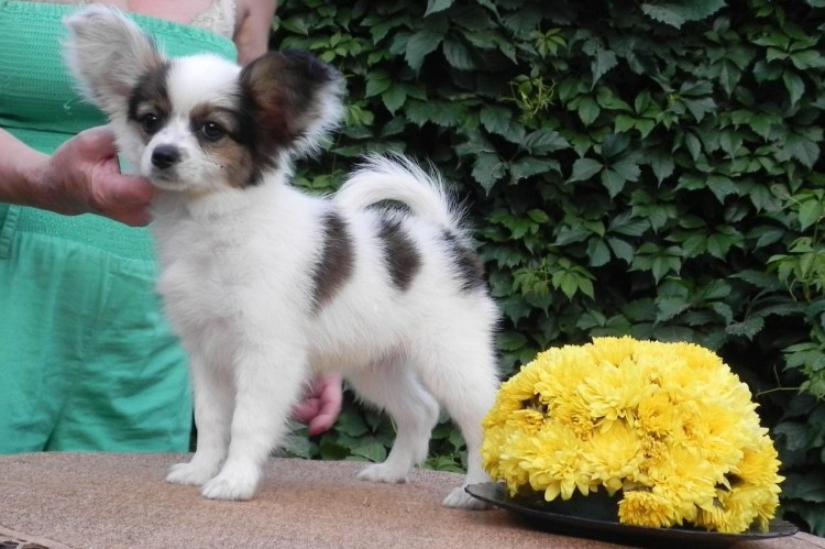 Папильон в клетке