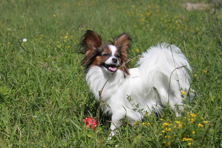 Папильон собака подстриженная