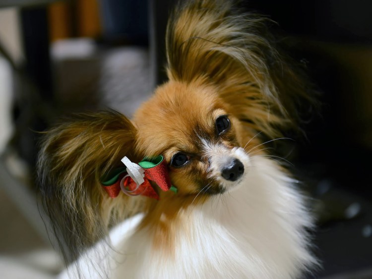 Папильон вислоухий