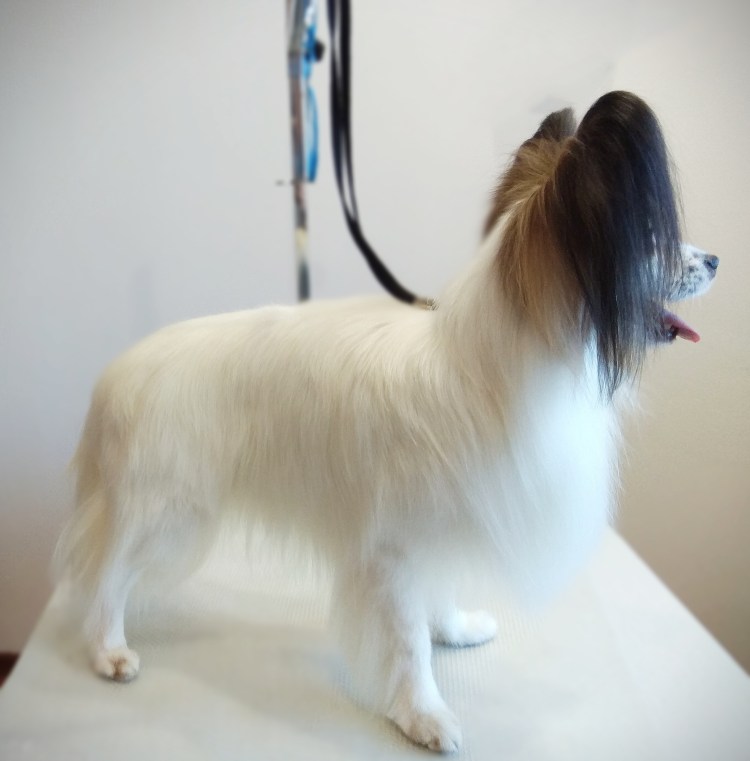 Папильон собака хвост