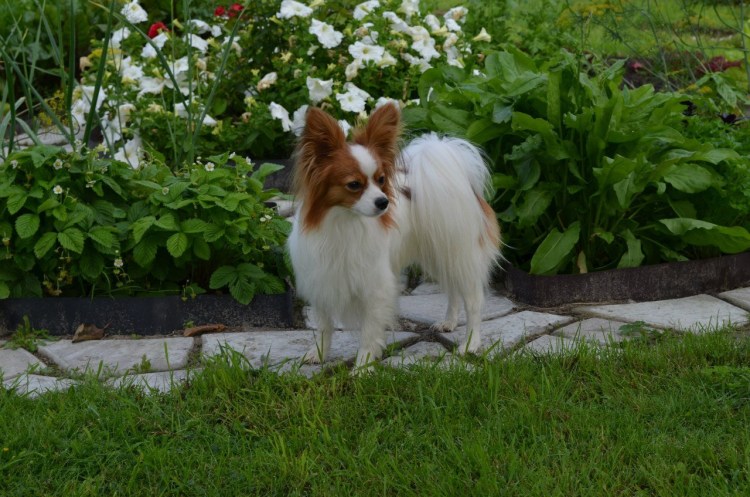 Папильон собака питомник