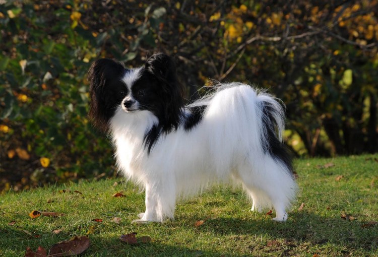 Шпиц Папильон бабочка