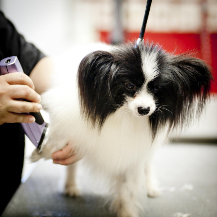 Побритый Папильон