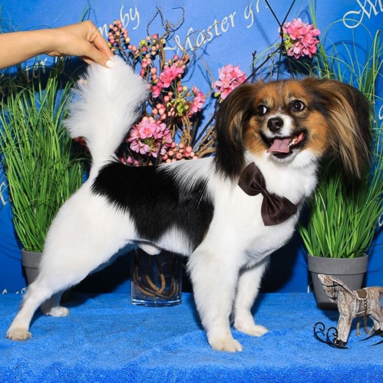 Французский Папильон груминг