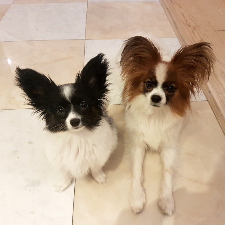 Папильон грумминг