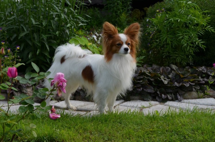 Папильон гипоаллергенная собака