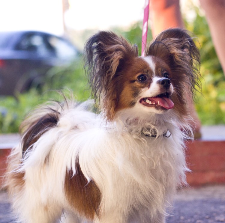 Папильон линька