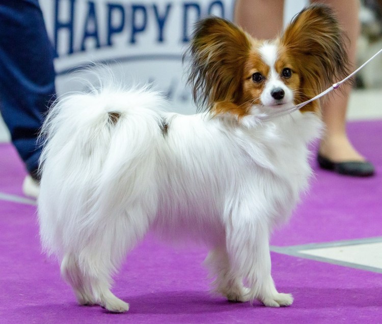 Питомник папийонов и кавалеров