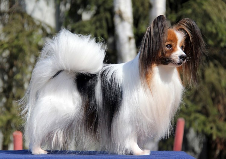 Питомник папильонов