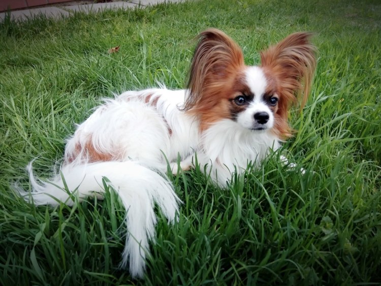 Питомник собак Папийон