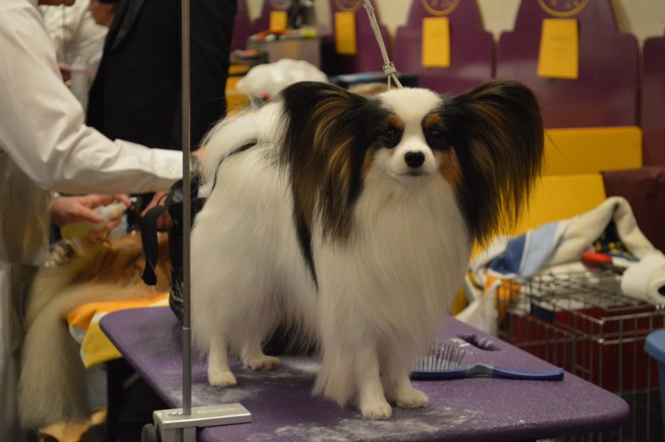 Папильон собака стрижка