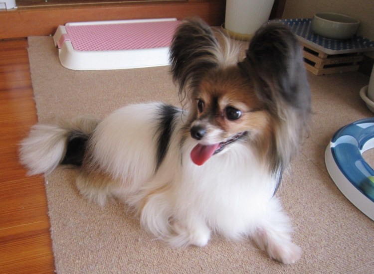 Папильон Су