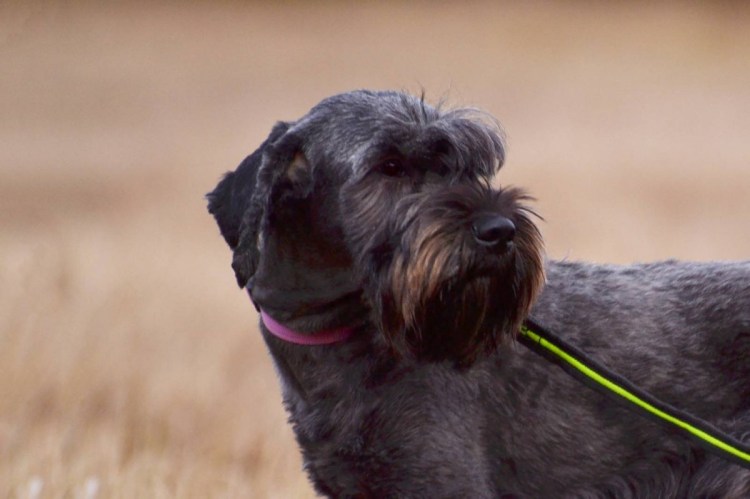 Метис миттельшнауцера