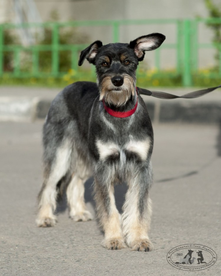 Ризеншнауцер помесь