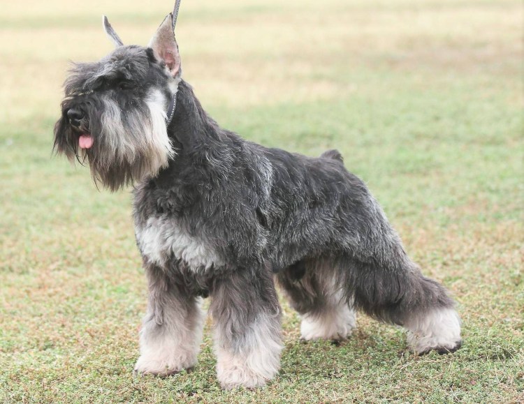 Цвергшнауцер метис щенок