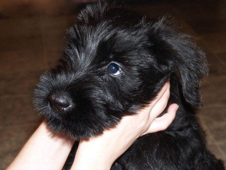 Цвергшнауцер и лабрадор