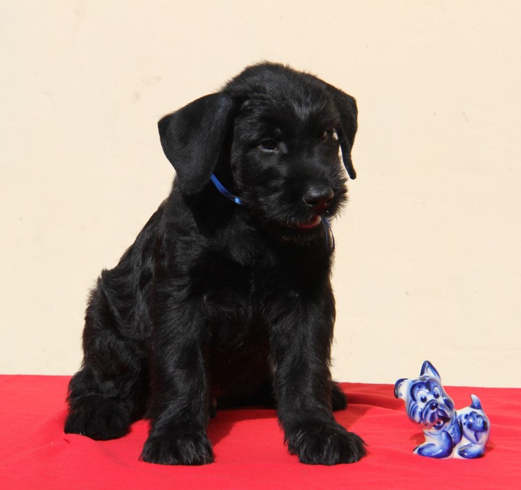 Метис миттельшнауцера