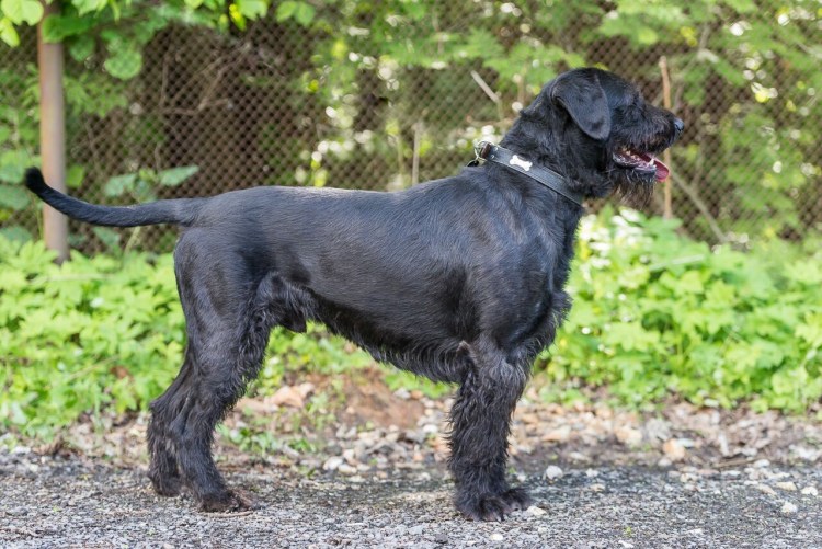 Цвергшнауцер метис