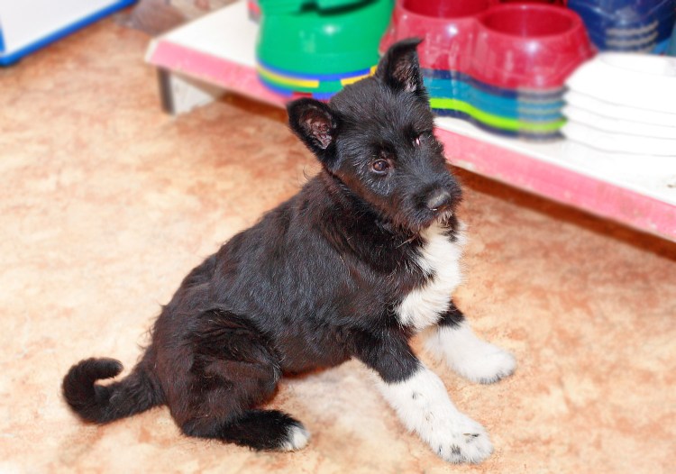 Ризеншнауцер с дворнягой