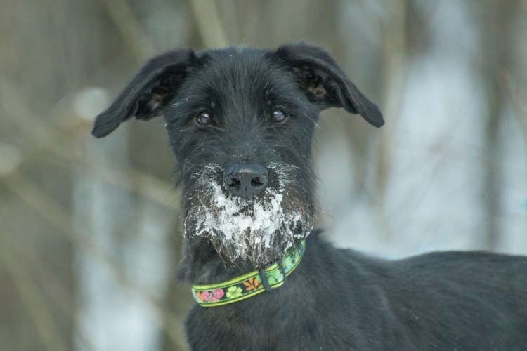 Метис ризеншнауцера метис ризеншнауцера