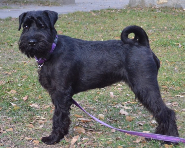 Ризеншнауцер метис с дратхааром
